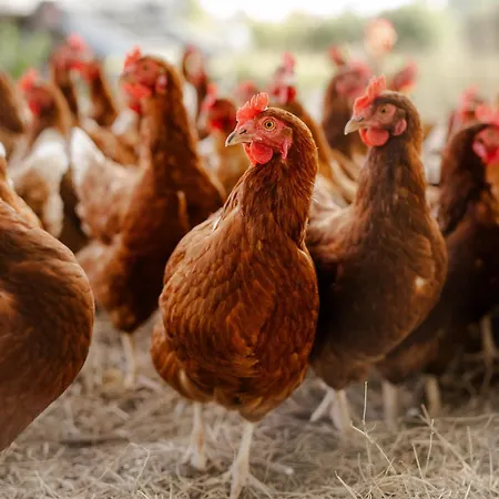 Διαμέρισμα Am Hinrichsberg Oben