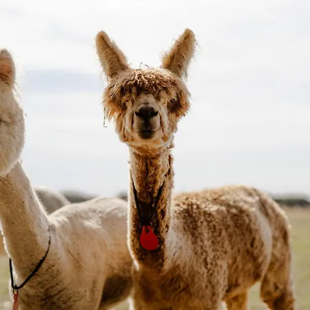 Am Hinrichsberg Oben Διαμέρισμα Staberdorf