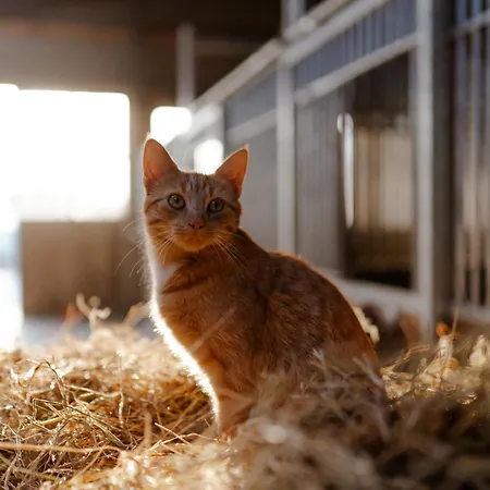 Διαμέρισμα Am Hinrichsberg Oben Staberdorf